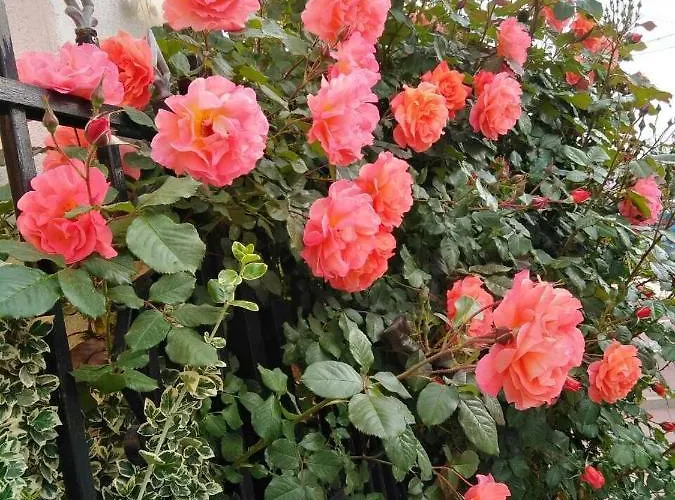 Hotel Family Dalia Velingrad